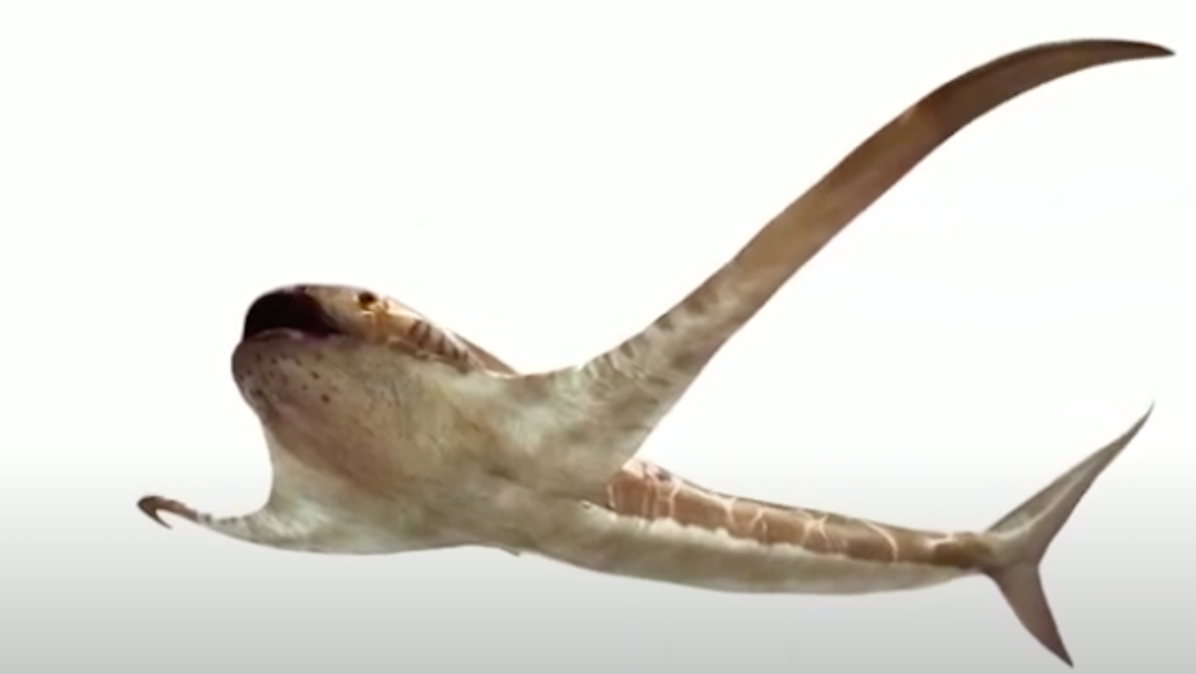 Descubren fósil de tiburón con alas en México