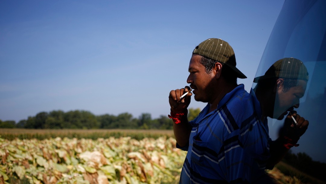 Un trabajador agrícola mexicano en el extranjero (Getty Images)