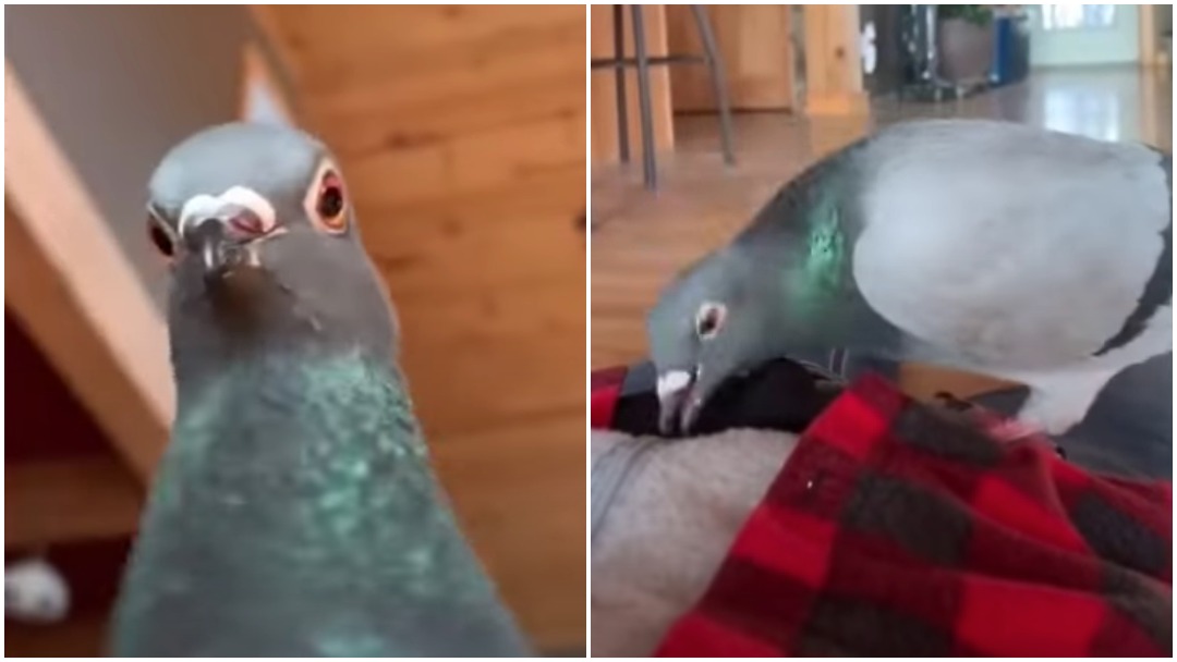 Mujer finge morir frente a su paloma y reacción queda en video y se hace viral
