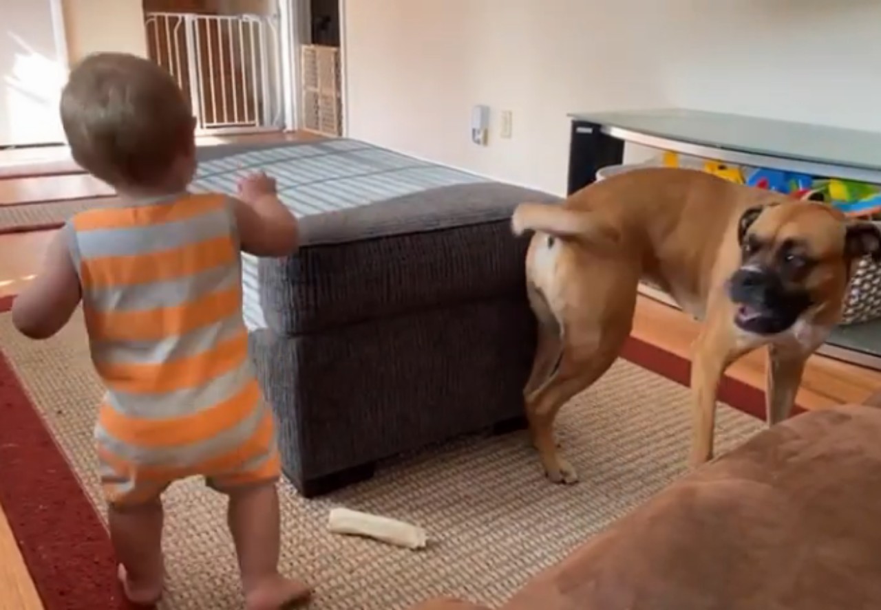 Bebé imita a perrita que se persigue la cola: Video