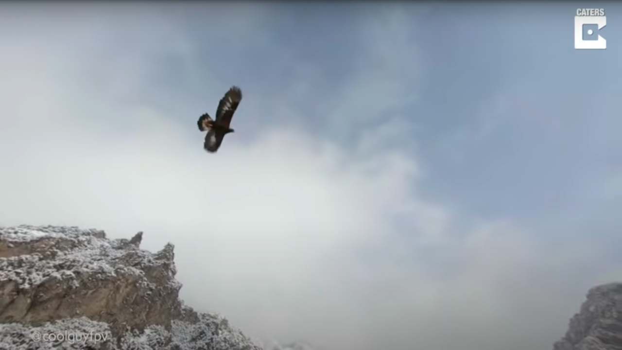 Dron capta vuelo de un águila real