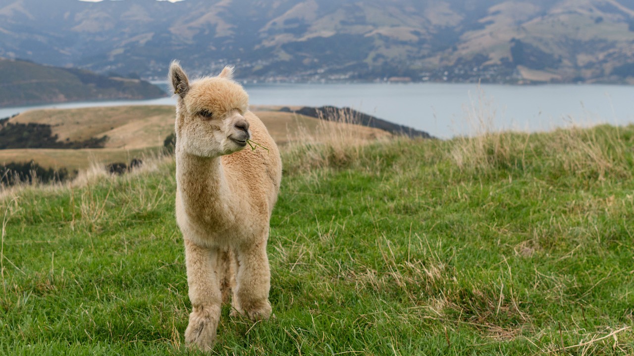 Se ve una alpaca cerca de una granja (Getty Images)