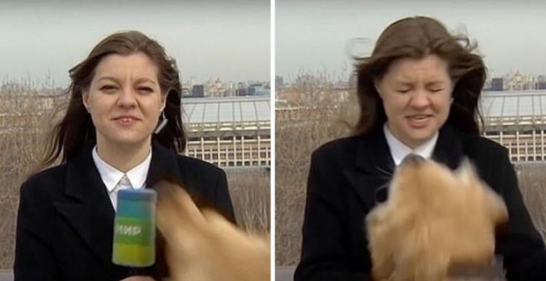 Perro se roba el micrófono de una reportera en vivo