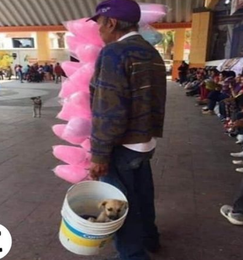 Abuelito vende algodón de azúcar con un perro en una cubeta