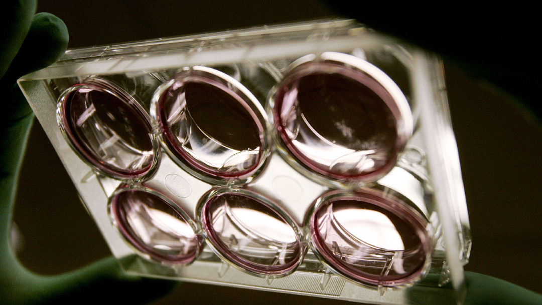 Científicos crean ‘embriones quimera’, de monos con células humanas