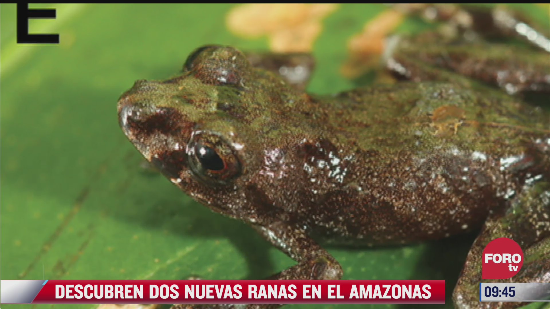 descubren dos nuevas ranas en el amazonas