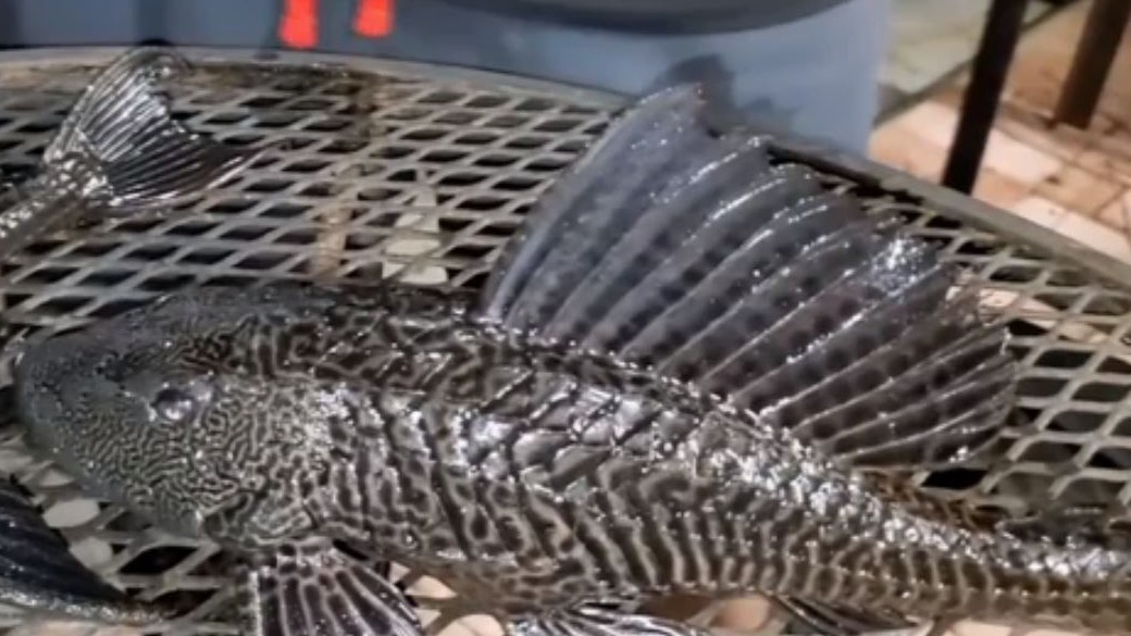 El pez diablo ocasiona un desequilibrio en la Laguna de Términos de Campeche