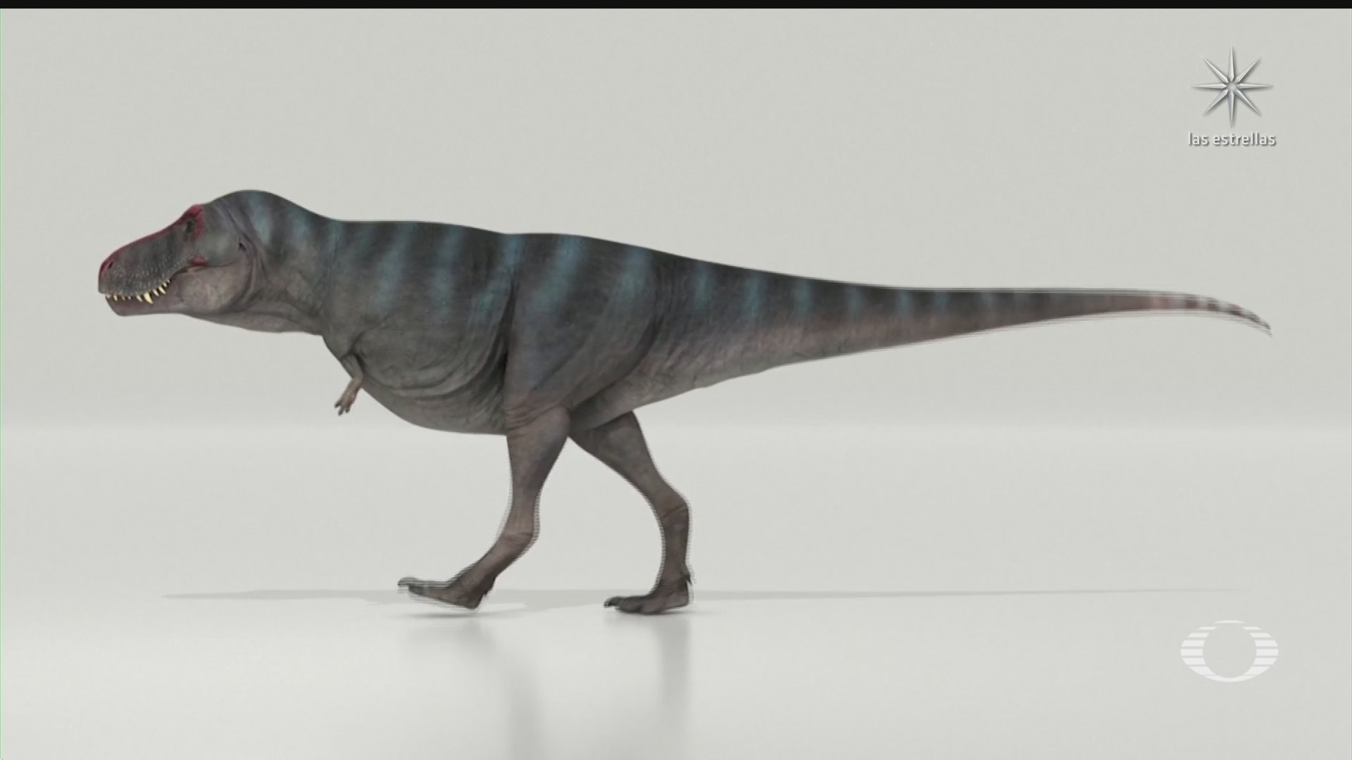 el tiranosaurio rex caminaba a una velocidad similar a la de los humanos