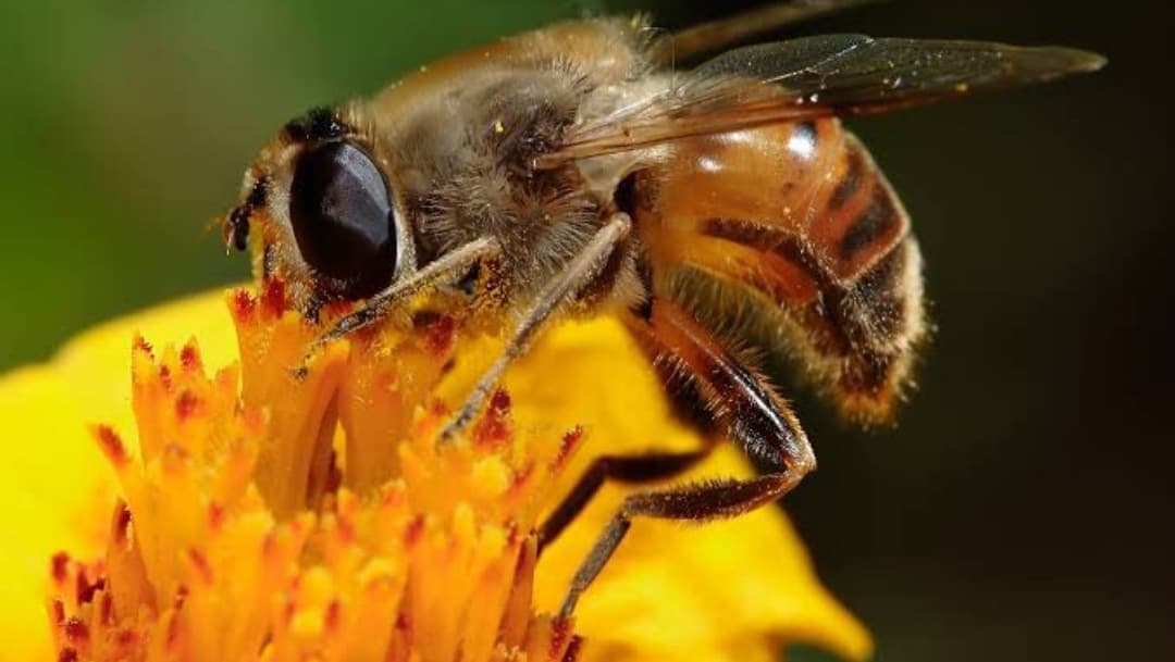 Empresa capitalina al rescate de las abejas, especie en peligro de extinción