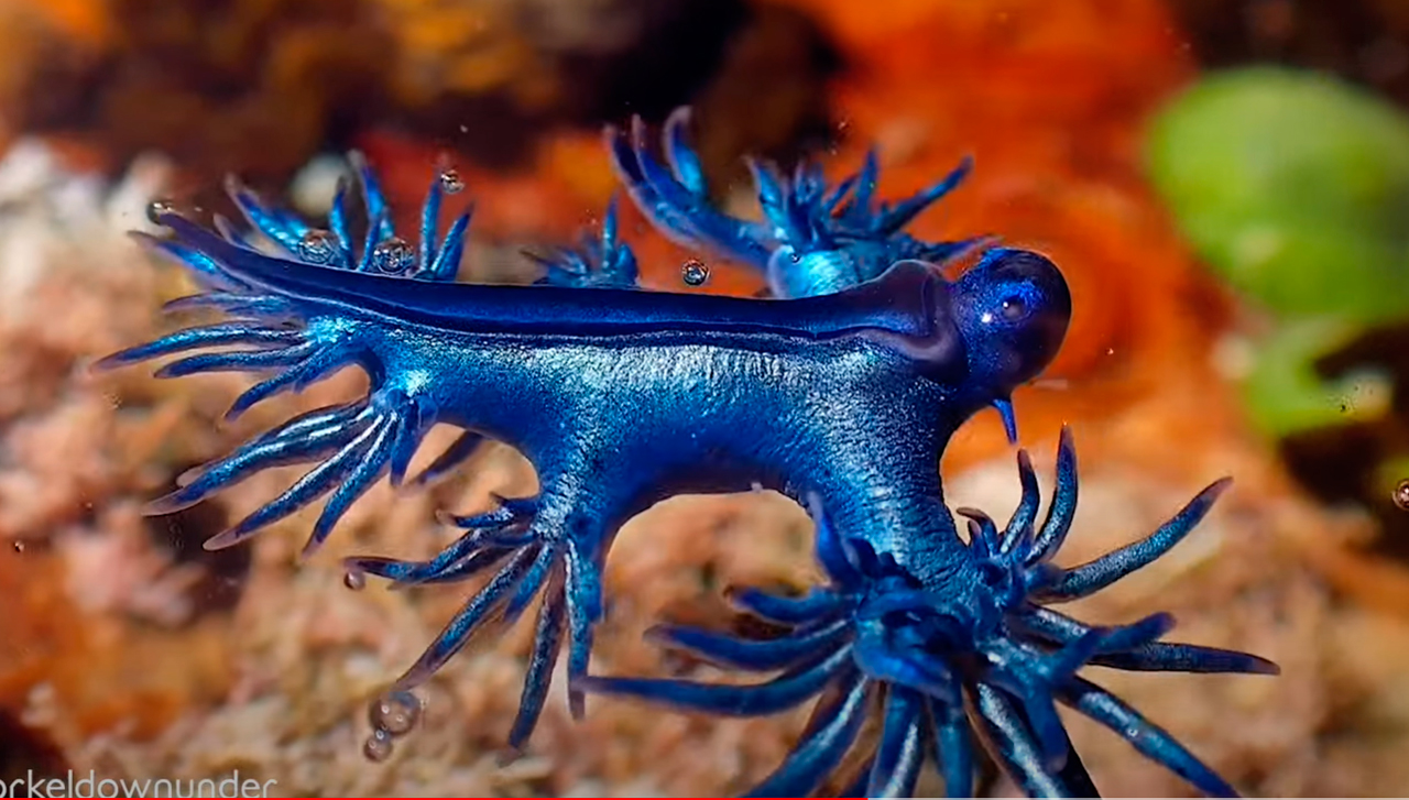 Encuentran dragón azul en océano de Australia y te decimos qué animal es