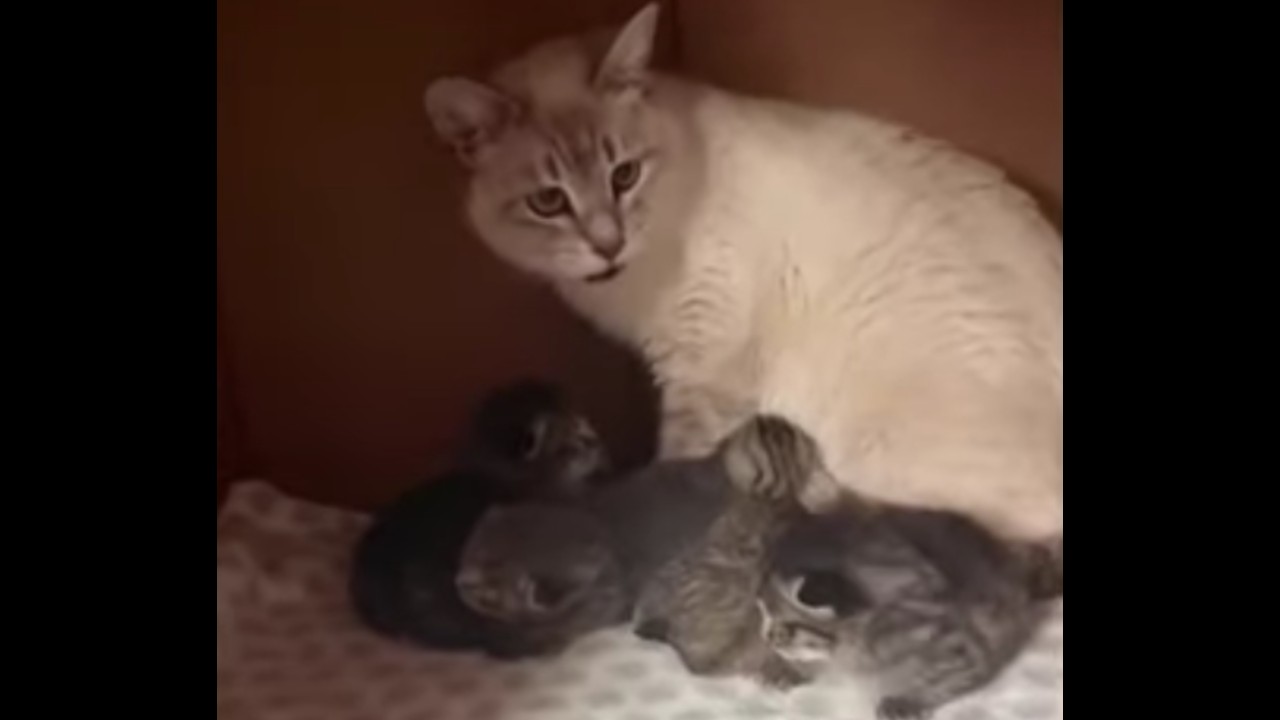 Gata rescatada adopta en su camada a dos gatitos abandonados