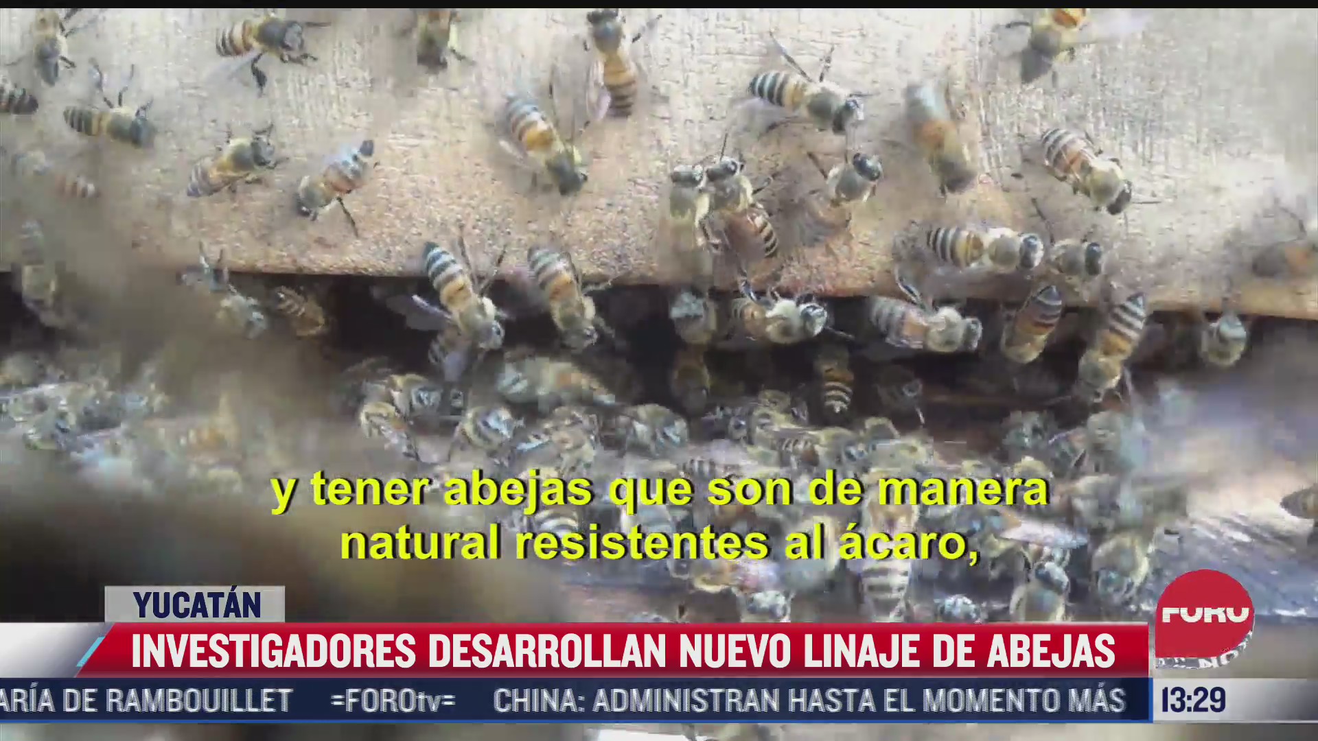 investigadores desarrollaron un nuevo linaje de abejas en yucatan