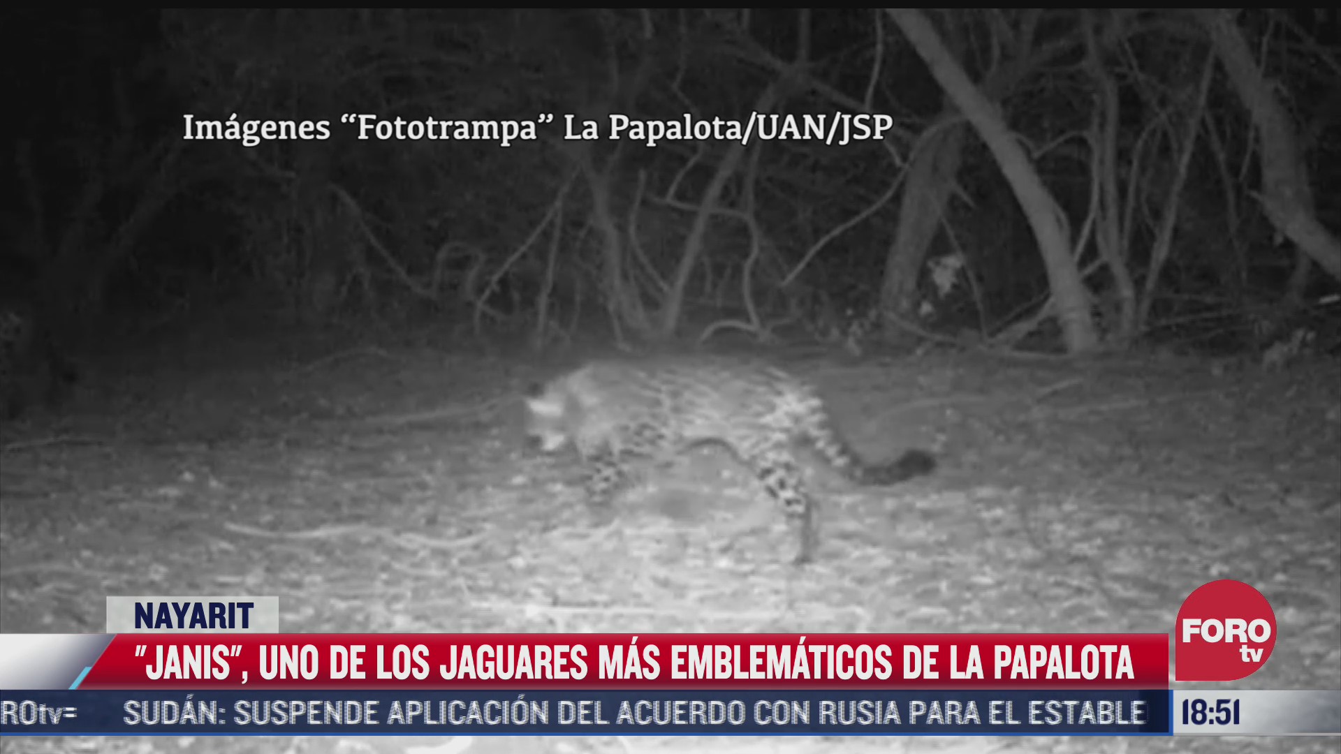 janis uno de los jaguares mas emblematicos en la papalota nayarit