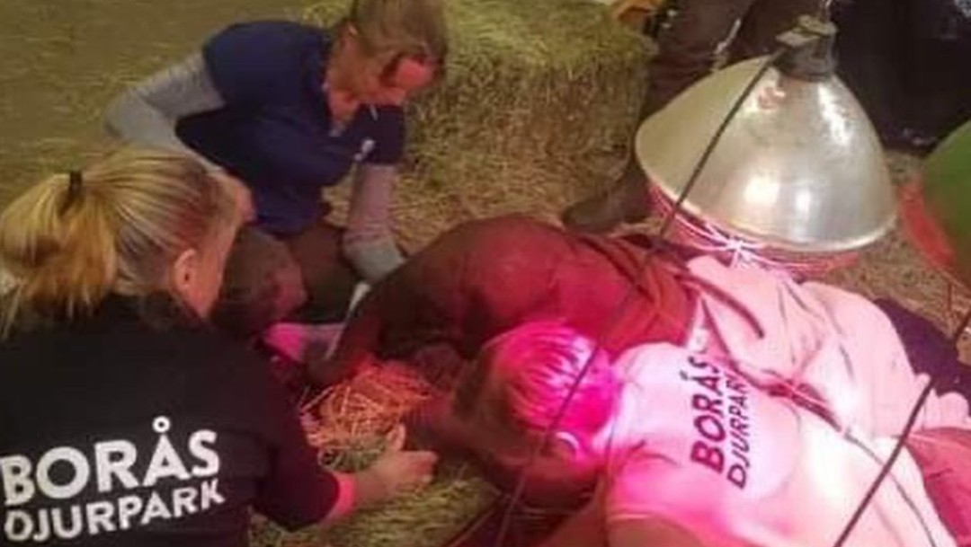 Muere cría de elefante tras ser rechazada por su manada en zoológico de Suecia