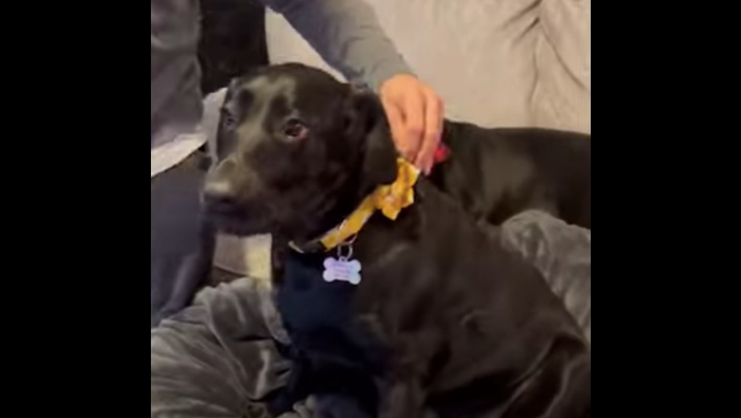 Perrita recibe inyección falsa de insulina en "solidaridad" con su compañera canina