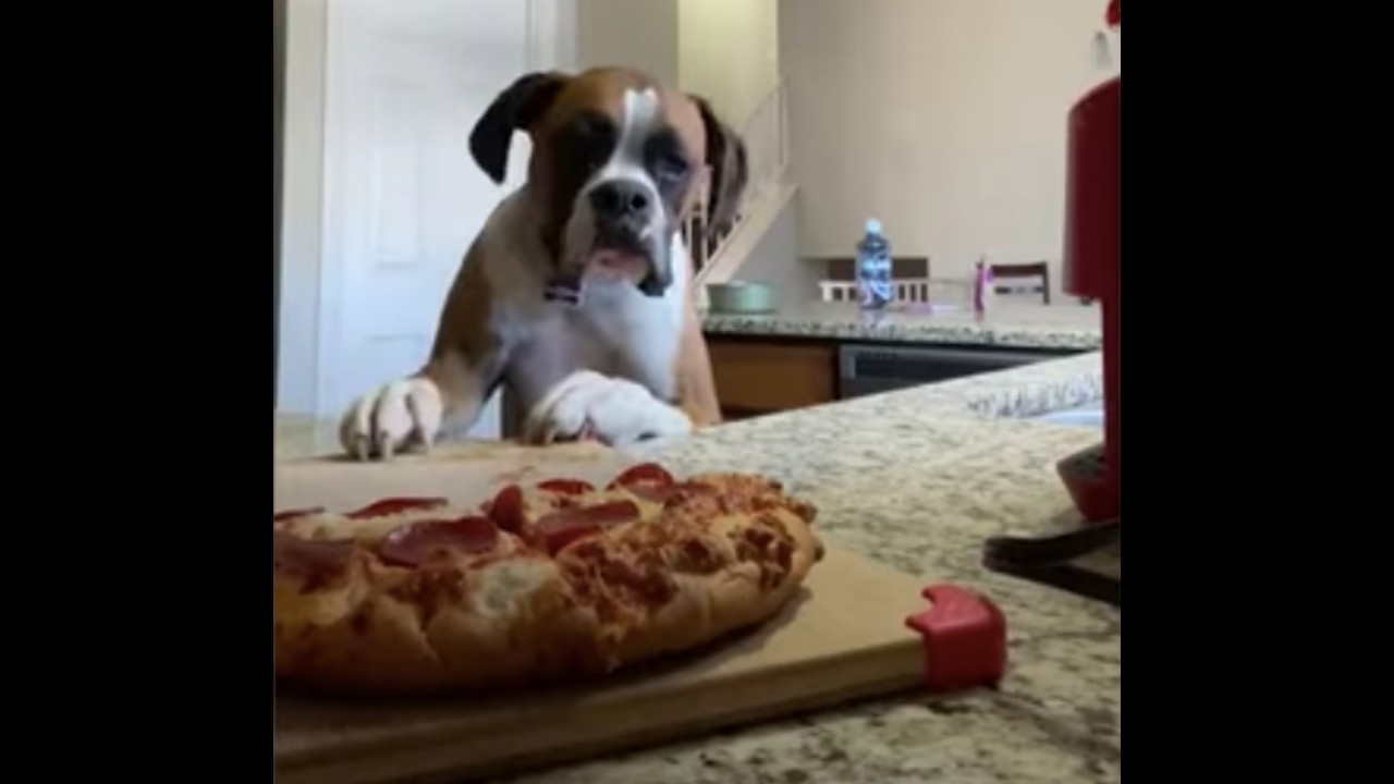 Captan a perrito robando la pizza de la familia