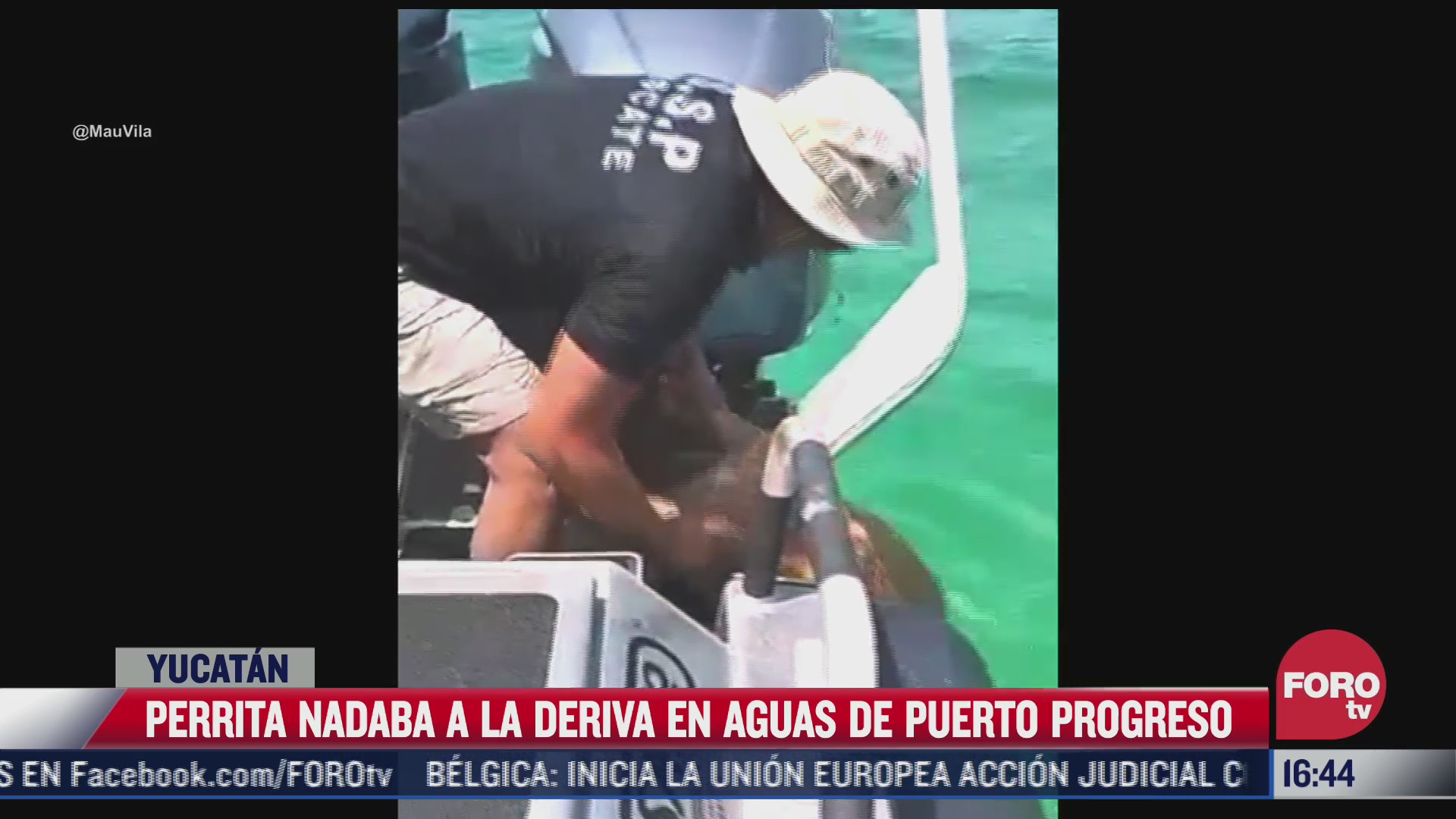 rescatan a perrita que nadaba a la deriva en yucatan