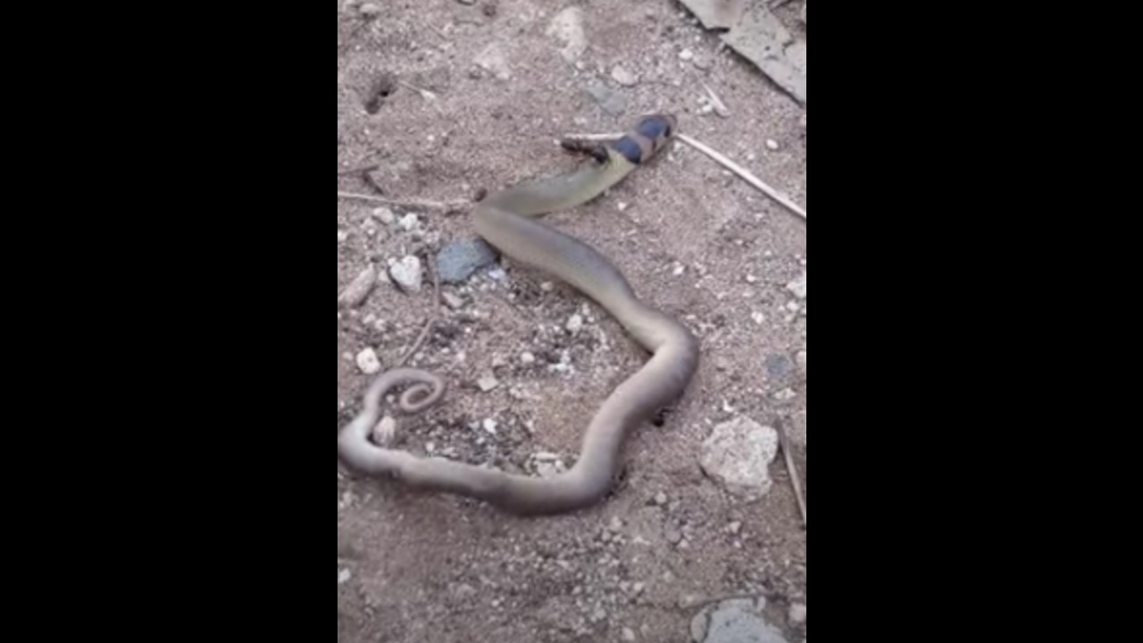 Captan en video pelea de hormiga con cría de serpiente