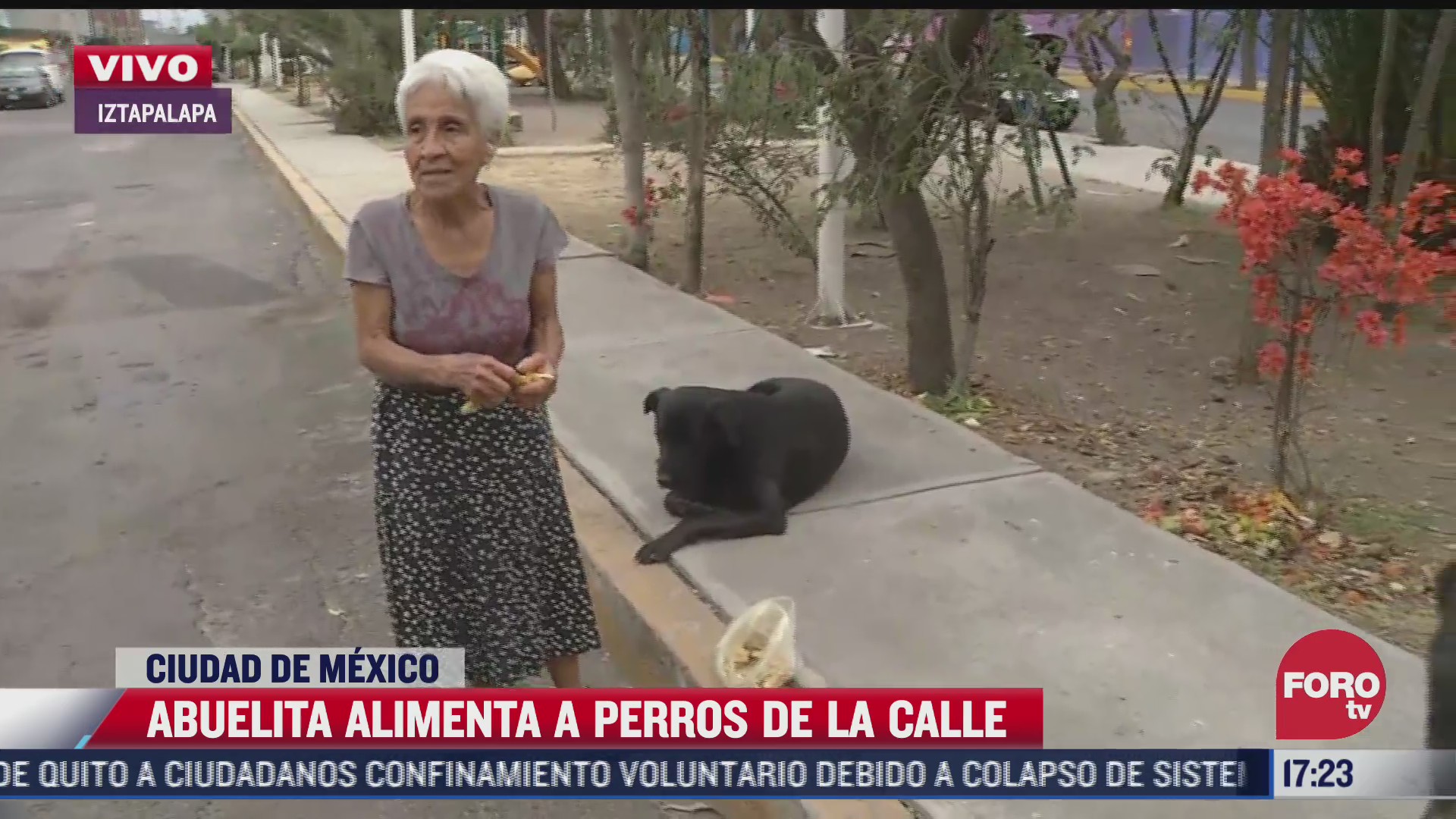 tierna abuelita alimenta a los perros de la colonia santa cruz meyehualco
