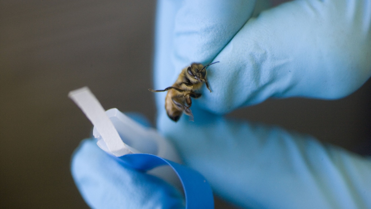 Científicos holandeses entrenan abejas para detectar COVID-19
