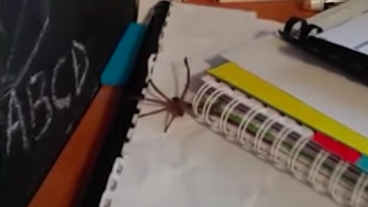 Estudiante encuentra araña cazadora en su cuaderno, video
