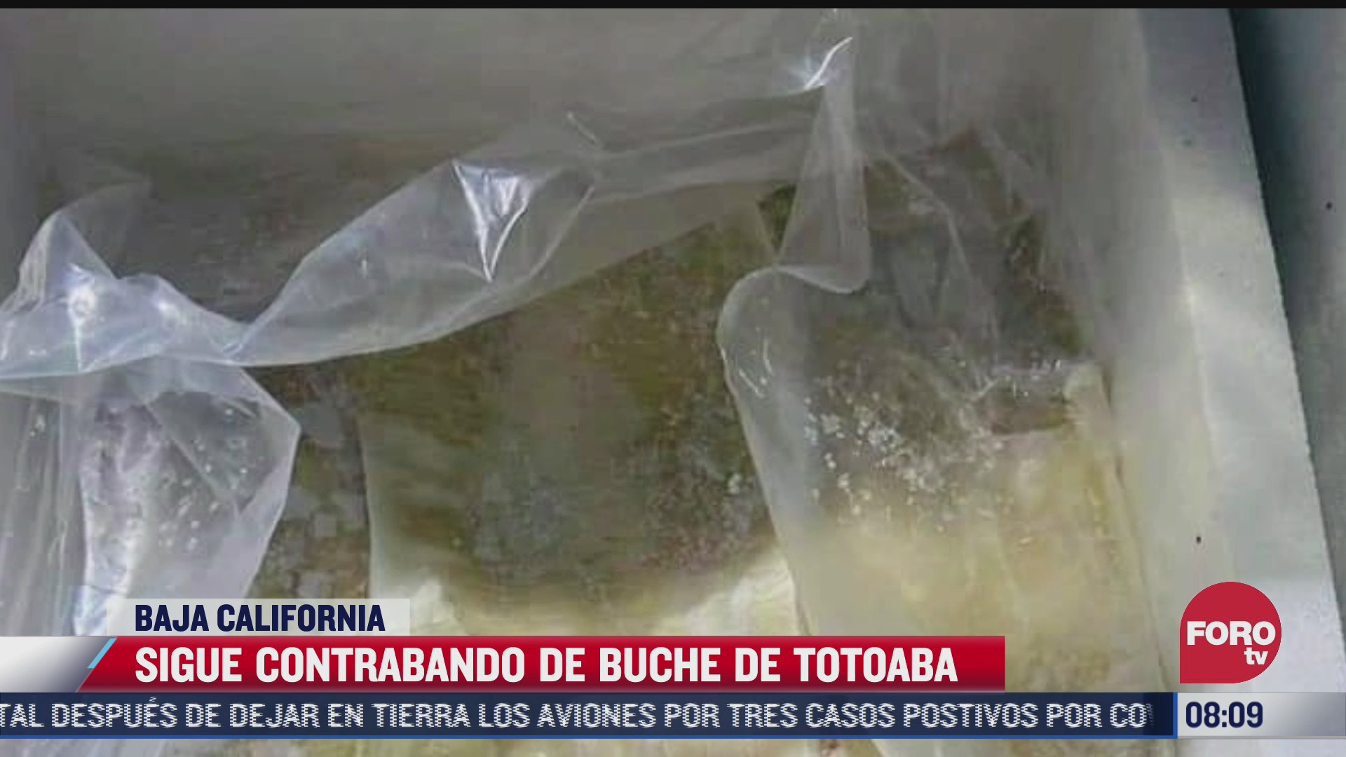 aseguran 100 kilos de buche de totoaba en baja california hay 3 detenidos