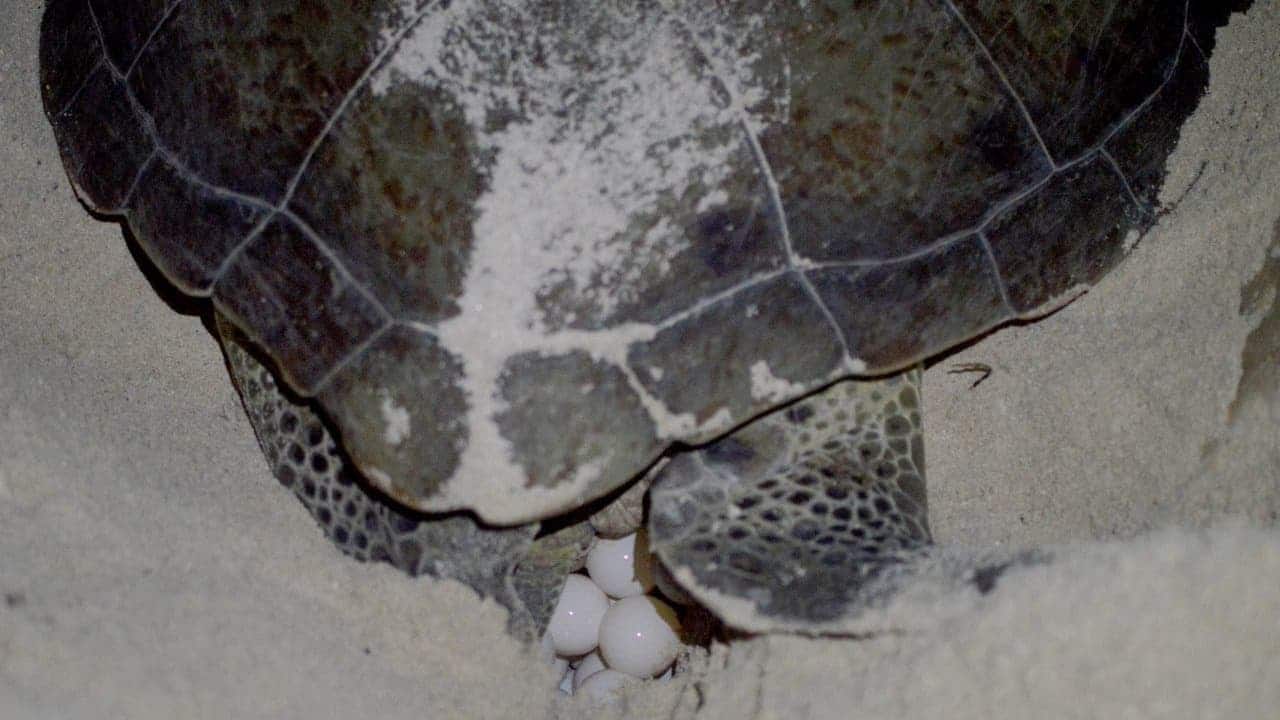 Aumenta anidación de tortugas marinas en Campeche