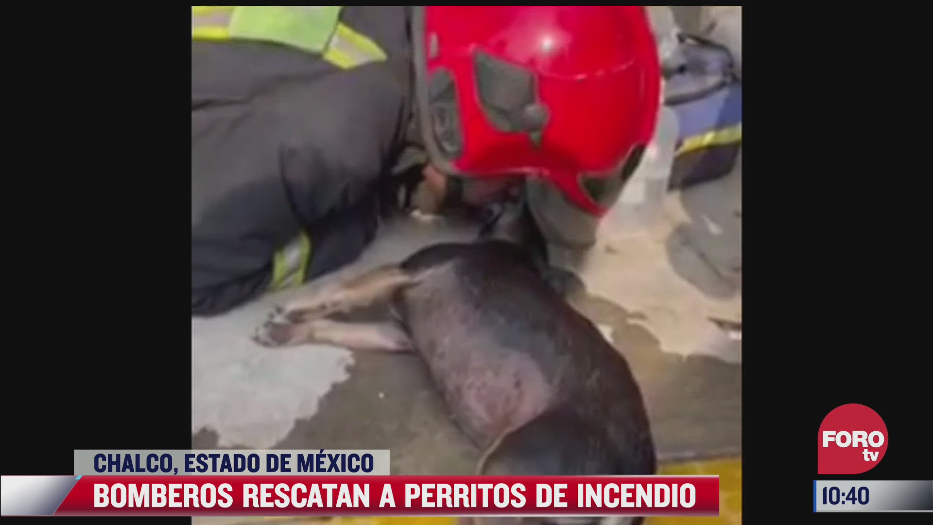 bomberos rescatan a dos perritos de un incendio en el edomex