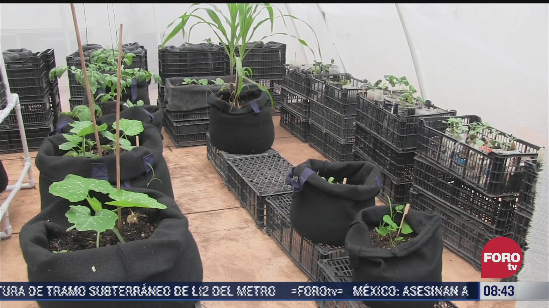 buscan reforestar con plantas las azoteas para combatir el calor en yucatan