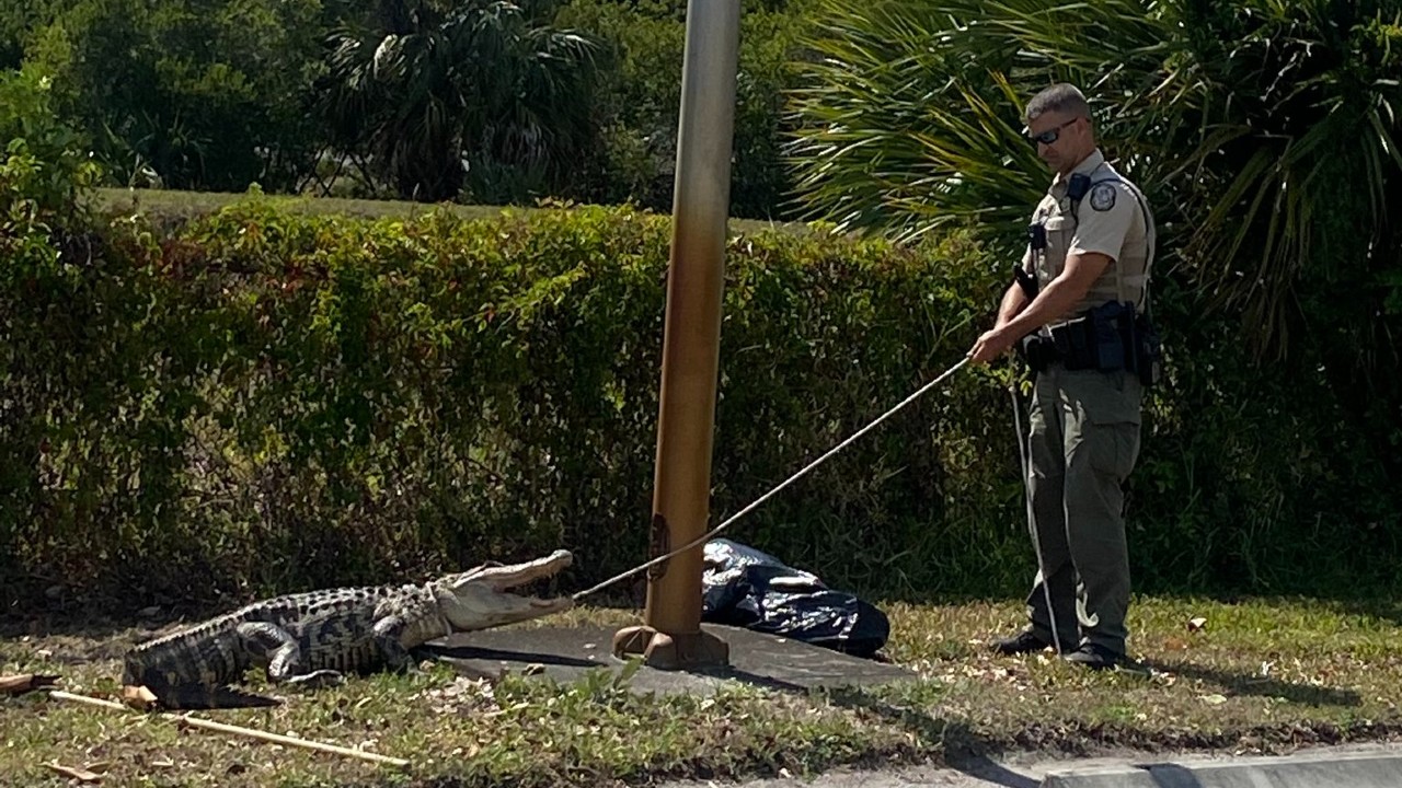 Capturan a caimán que perseguía a clientes de restaurante en Florida