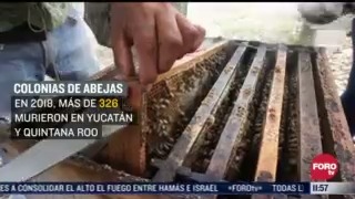 cientificos mexicanos trabajan para preservar las abejas