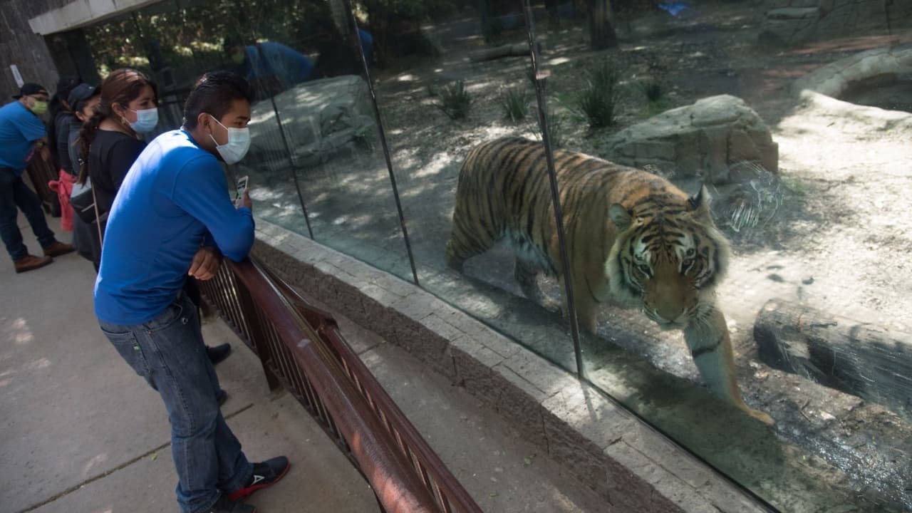 Cientos de familias visitaron el zoológico de Chapultepec el primer fin de semana de semáforo amarillo