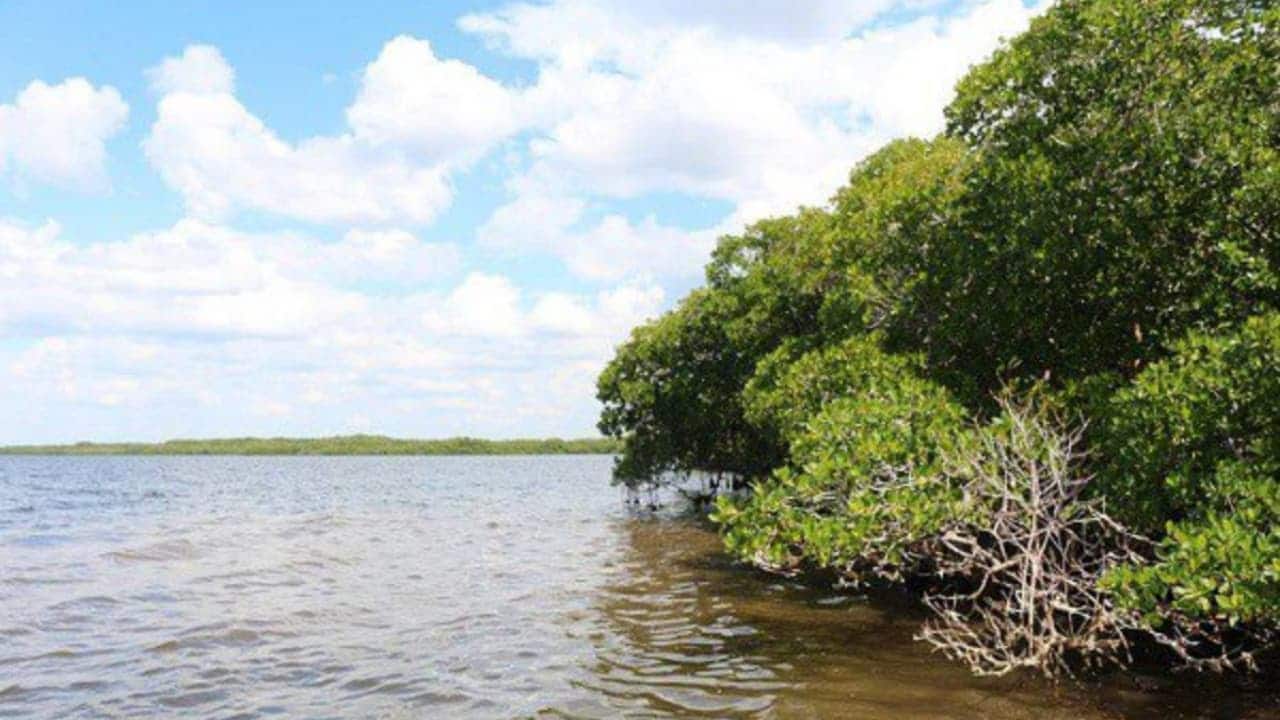 Comenzó restauración de manglares en Laguna de Términos, Campeche