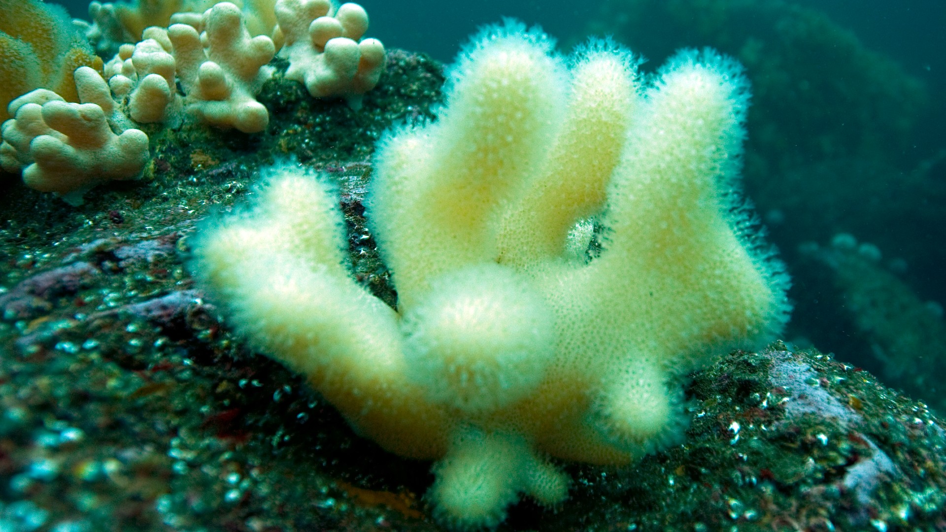 Descubren células inmunes en los corales que forman los arrecifes