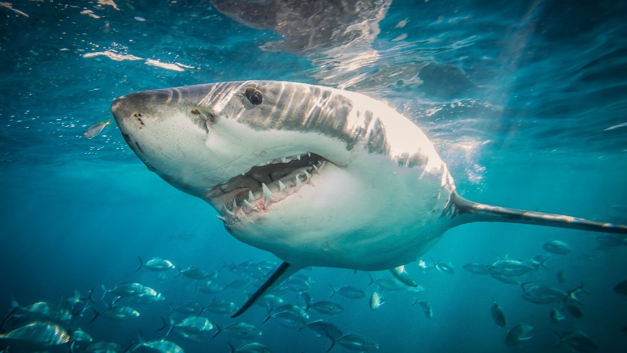 Estudio revela que tiburones usan campos magnéticos para orientarse