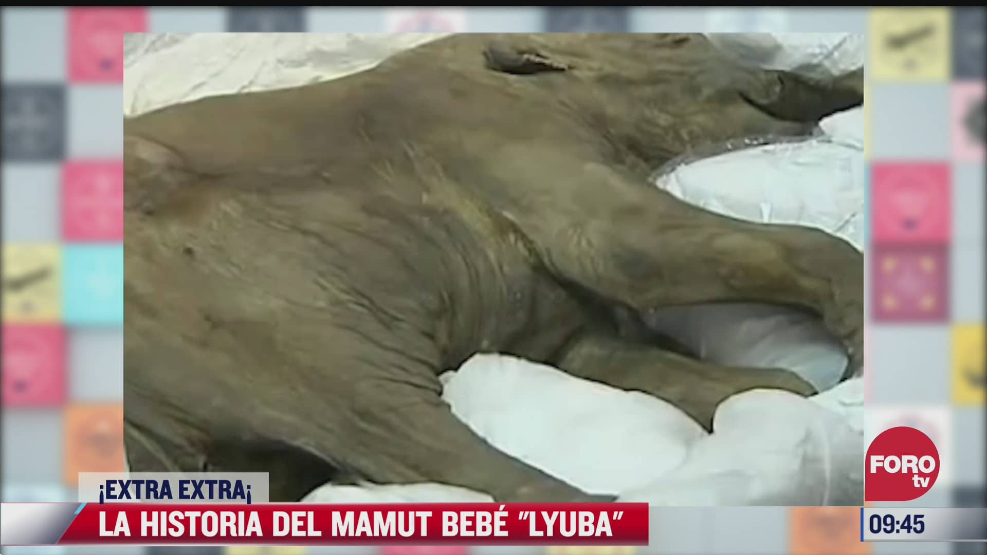 extra extra la historia del mamut bebe lyuba
