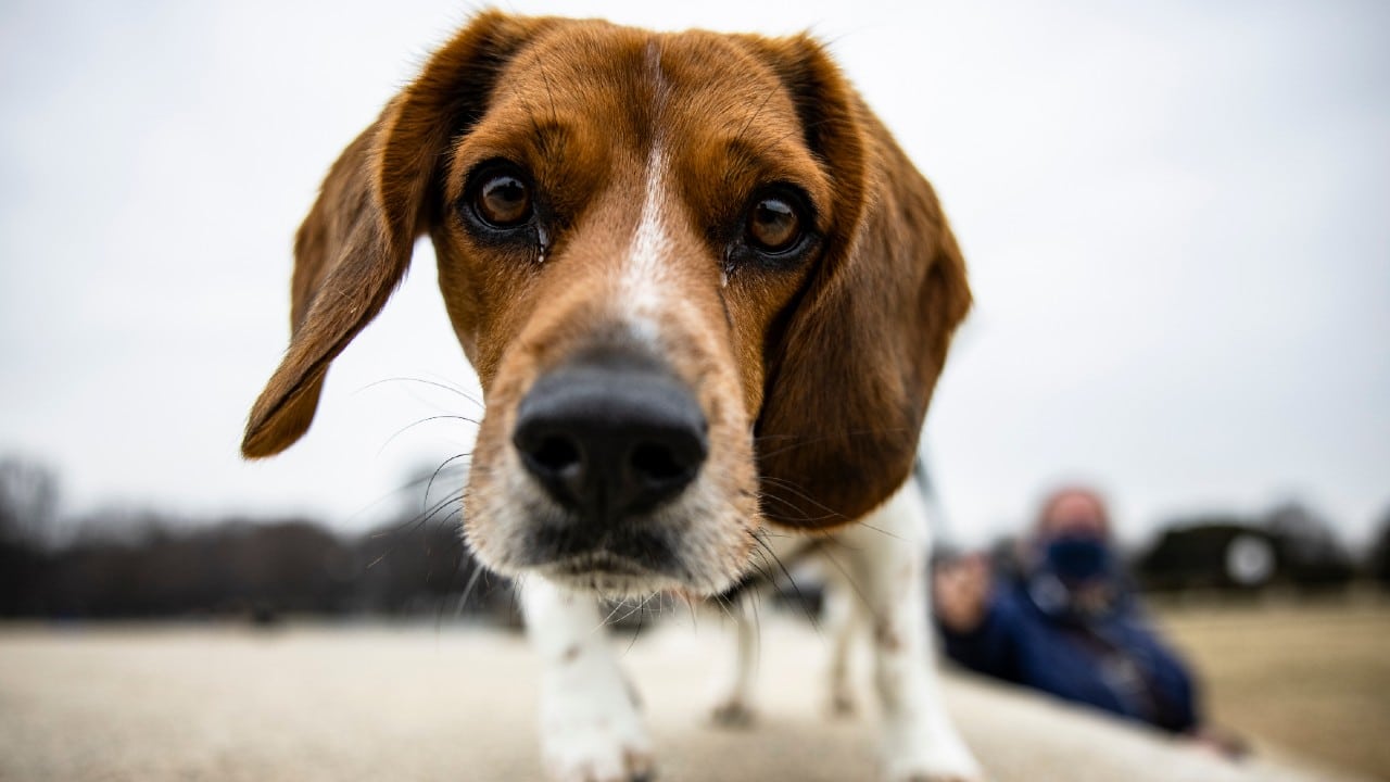 Estudio asegura que perros pueden detectar el COVID-19 con efectividad del 97%