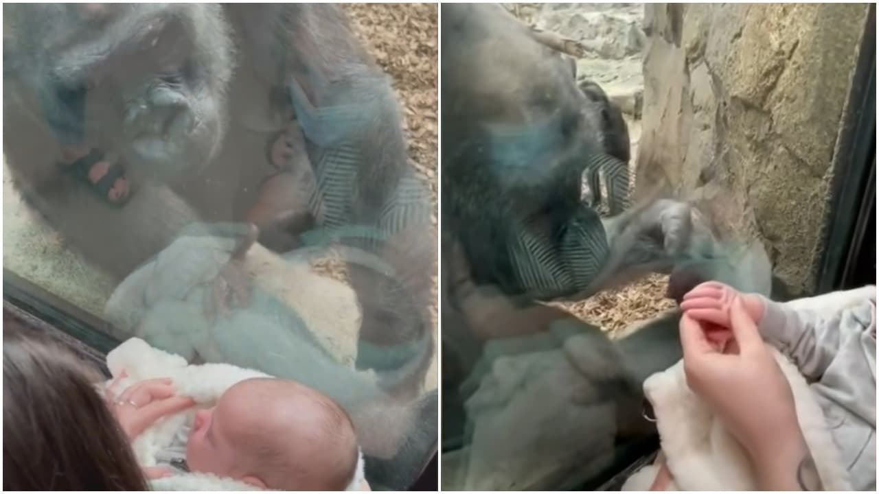 Un gorila y un bebé vivieron un tierno momento en un zoológico de Boston Estados Unidos