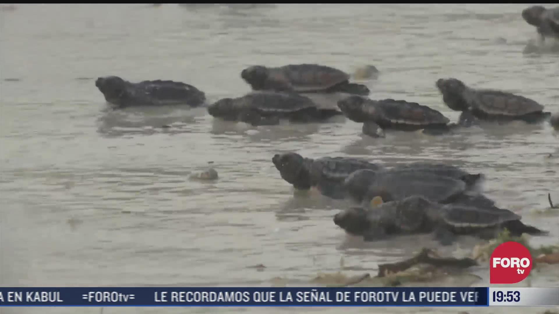 liberan a casi 300 mil tortuguitas durante esta temporada en campeche