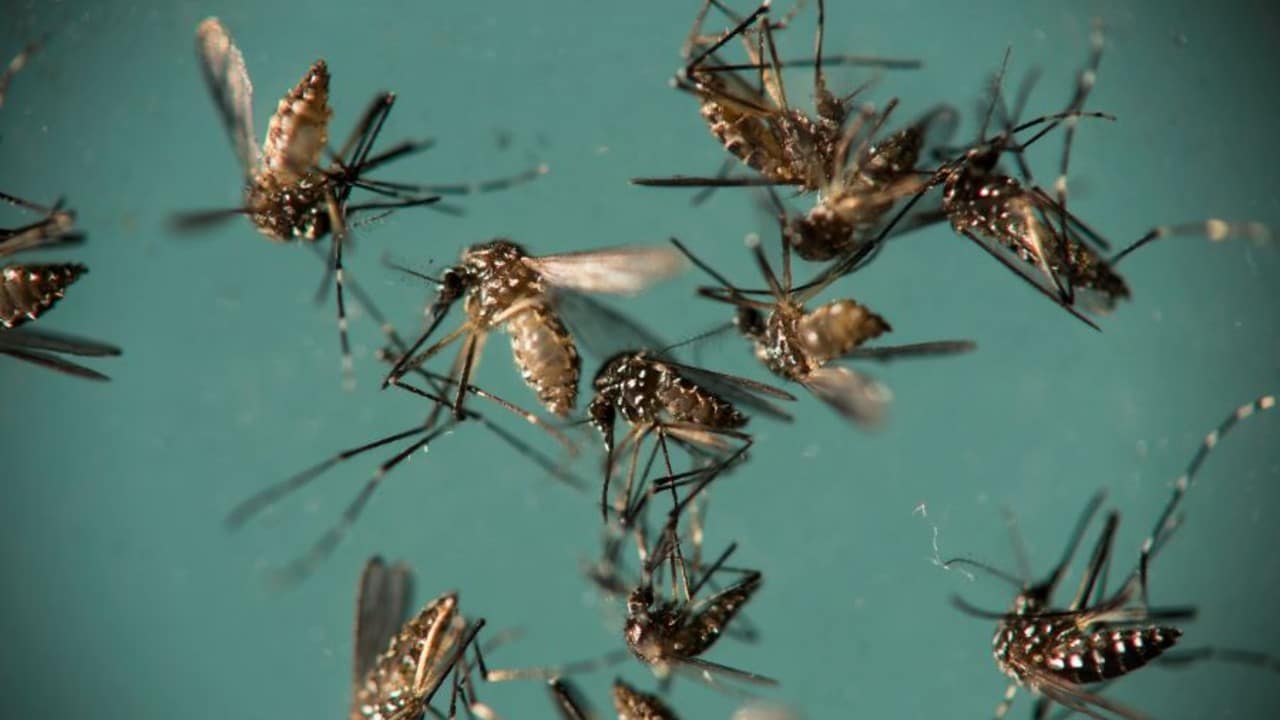 Mosquitos se han vuelto resistentes a los insecticidas