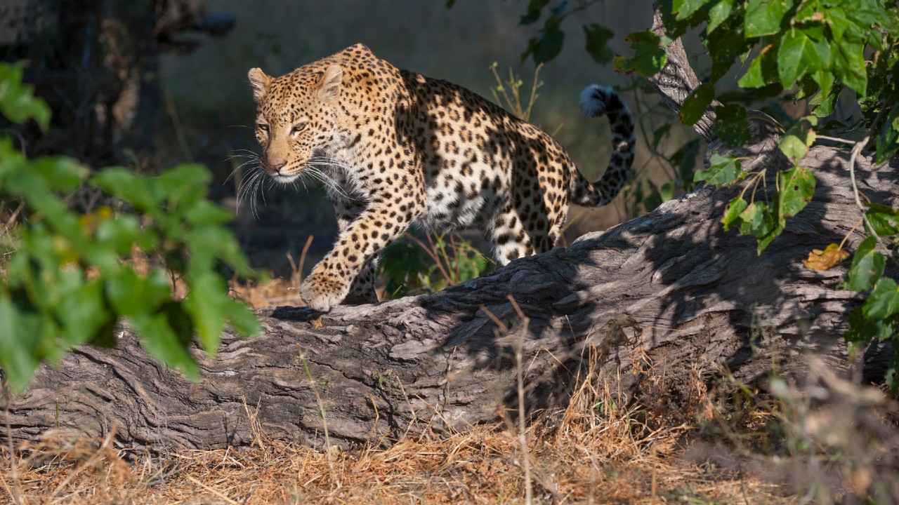 Pánico en China por escape de leopardos de un parque de animales salvajes