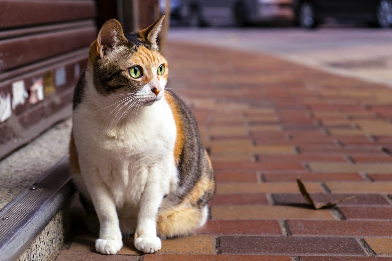 Liberan gatos en Chicago para combatir plaga de ratas