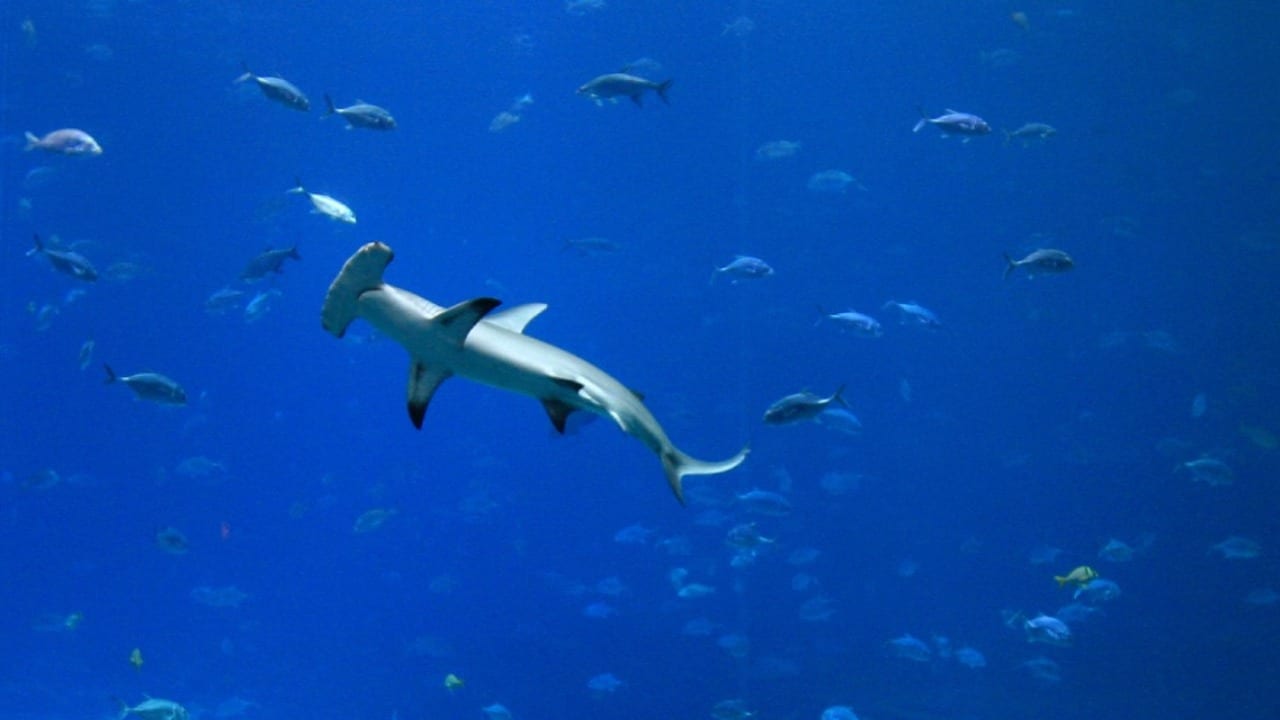 Tiburones cuentan un GPS natural, según estudio