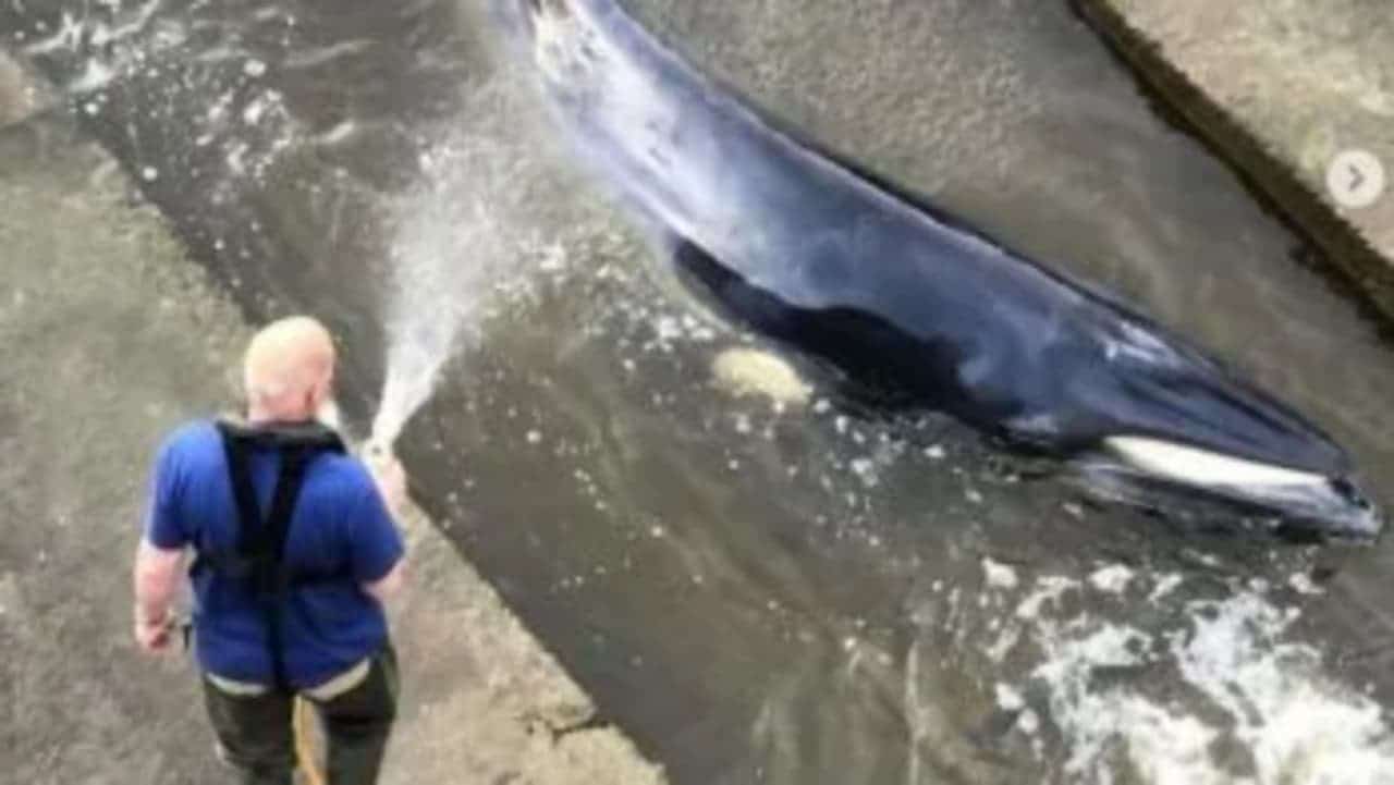 Sacrifican a ballena bebé varada en el río Támesis