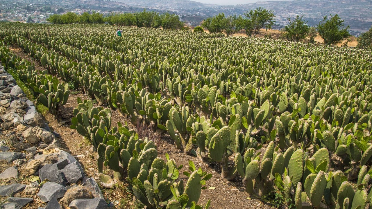 Sequía afecta a productores y campos de nopal en Milpa Alta