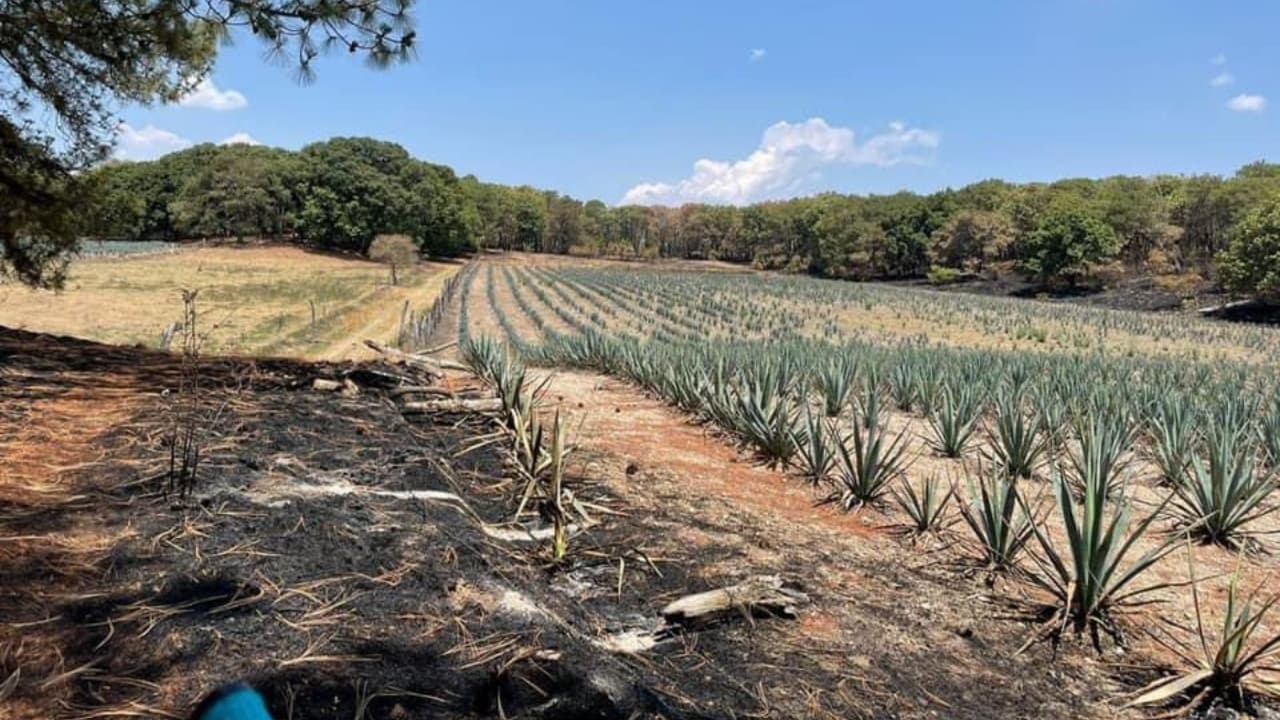 Siembra ilegal de agave, posible móvil de incendio forestales en Bosque de la Primavera, Jalisco