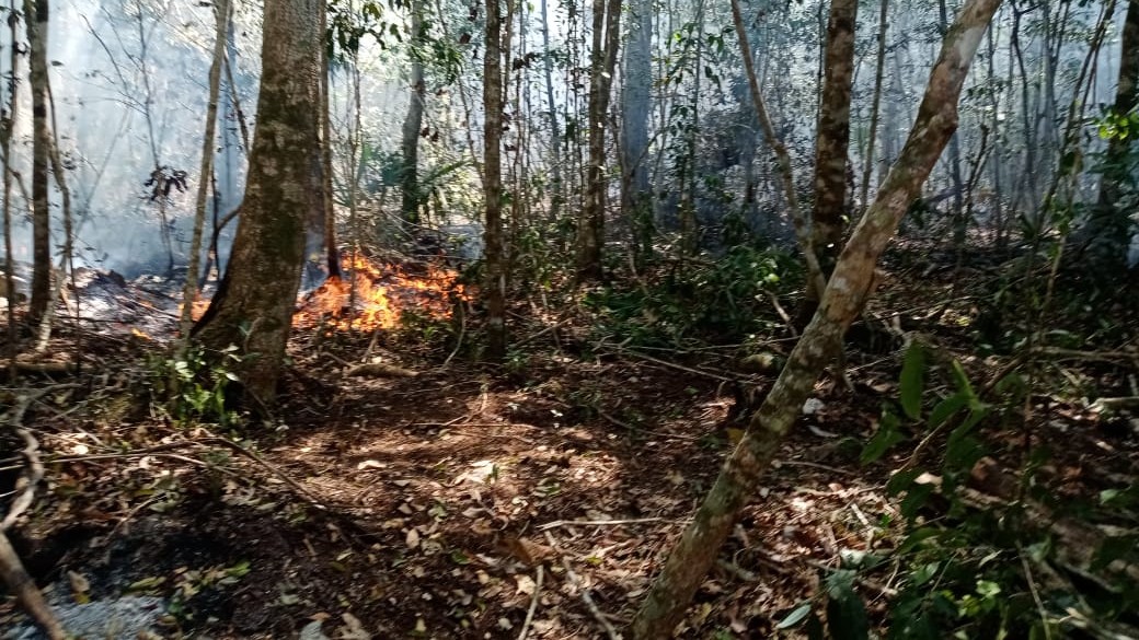 Suman 14 incendios forestales activos en 5 estados de México