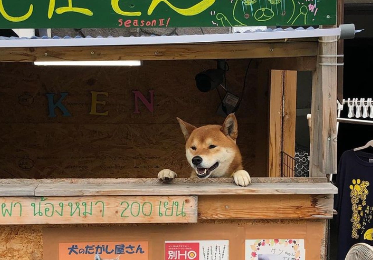 Muere Ken, perro que vendía camotes en Japón