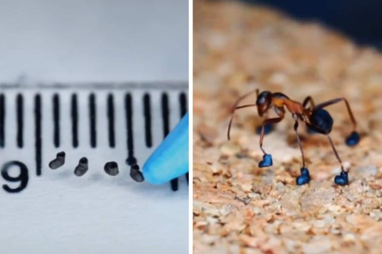 Tiktoker crea zapatos para hormigas: video