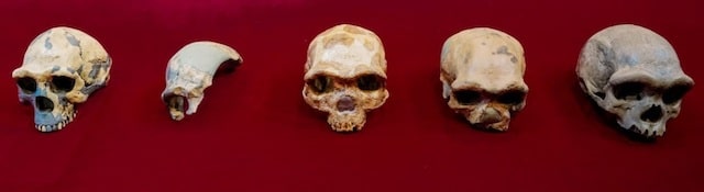Cráneo Harbin Hombre Dragón Homo Longi
